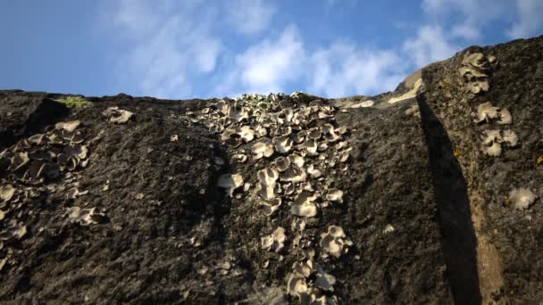 南バグ川 ウクライナの花崗岩の土岸に地衣類や苔の異なる種 — ストック動画