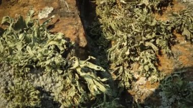 Güney Bug Nehri granit kıyısında liken ler ve yosun farklı türler, Ukrayna