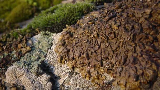 南バグ川 ウクライナの花崗岩の土岸に地衣類や苔の異なる種 — ストック動画