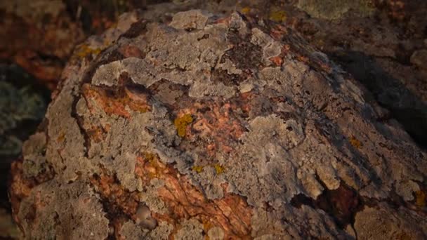 Différentes espèces de lichens et de mousse sur les rives de granit de la rivière Bug Sud, Ukraine 