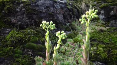 Houseleeks bitkiler (Sempervivum ruthenicum), sonsuza kadar canlı, Güney Bug, Ukrayna kıyıları boyunca granit kayalar üzerinde yosun ve liken arasında büyüyen sulu bitki