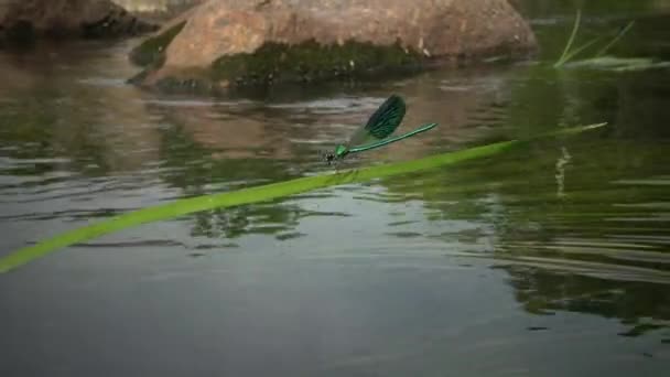 Odonata Livro Vermelho Ucrânia Demoiselle Banda Calopteryx Splendens Masculino Azul — Vídeo de Stock