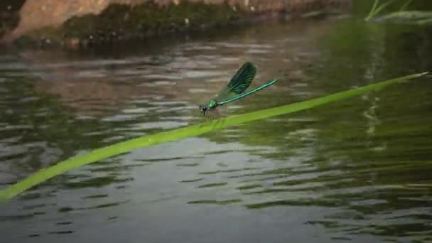 Odonata Libro Rojo Ucrania Demoiselle Anillada Calopteryx Splendens Hombre Azul — Vídeo de stock