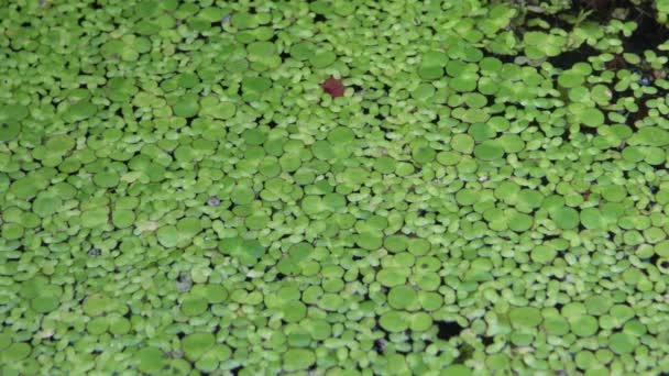 Lemna Ελάσσονα Κοινό Ζιζανίων Μικρότερη Ζιζανίων Είναι Ένα Υδάτινο Φυτό — Αρχείο Βίντεο
