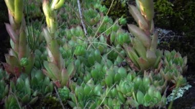 Houseleeks bitkiler (Sempervivum ruthenicum), sonsuza kadar canlı, Güney Bug, Ukrayna kıyıları boyunca granit kayalar üzerinde yosun ve liken arasında büyüyen sulu bitki