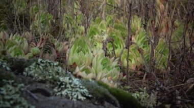 Houseleeks bitkiler (Sempervivum ruthenicum), sonsuza kadar canlı, Güney Bug, Ukrayna kıyıları boyunca granit kayalar üzerinde yosun ve liken arasında büyüyen sulu bitki