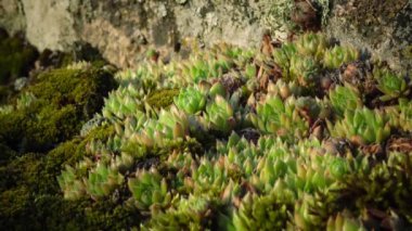 Houseleeks bitkiler (Sempervivum ruthenicum), sonsuza kadar canlı, Güney Bug, Ukrayna kıyıları boyunca granit kayalar üzerinde yosun ve liken arasında büyüyen sulu bitki