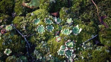Houseleeks bitkiler (Sempervivum ruthenicum), sonsuza kadar canlı, Güney Bug, Ukrayna kıyıları boyunca granit kayalar üzerinde yosun ve liken arasında büyüyen sulu bitki