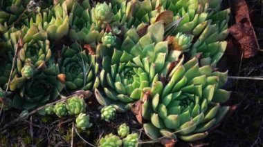 Houseleeks bitkiler (Sempervivum ruthenicum), sonsuza kadar canlı, Güney Bug, Ukrayna kıyıları boyunca granit kayalar üzerinde yosun ve liken arasında büyüyen sulu bitki