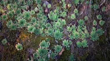 Houseleeks bitkiler (Sempervivum ruthenicum), sonsuza kadar canlı, Güney Bug, Ukrayna kıyıları boyunca granit kayalar üzerinde yosun ve liken arasında büyüyen sulu bitki