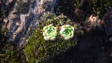 Houseleeks bitkiler (Sempervivum ruthenicum), sonsuza kadar canlı, Güney Bug, Ukrayna kıyıları boyunca granit kayalar üzerinde yosun ve liken arasında büyüyen sulu bitki