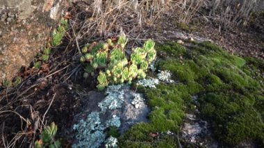 Houseleeks bitkiler (Sempervivum ruthenicum), sonsuza kadar canlı, Güney Bug, Ukrayna kıyıları boyunca granit kayalar üzerinde yosun ve liken arasında büyüyen sulu bitki