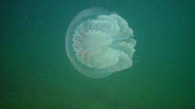 Karadeniz 'de (Rhizostoma pulmo) suyun kalınlığında yüzen denizanası (Scyphomedusa) olarak da bilinir. Karadeniz