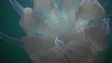 Karadeniz 'de (Rhizostoma pulmo) suyun kalınlığında yüzen denizanası (Scyphomedusa) olarak da bilinir. Karadeniz