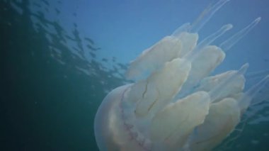 Karadeniz 'de (Rhizostoma pulmo) suyun kalınlığında yüzen denizanası (Scyphomedusa) olarak da bilinir. Karadeniz