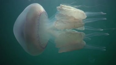 Karadeniz 'de (Rhizostoma pulmo) suyun kalınlığında yüzen denizanası (Scyphomedusa) olarak da bilinir. Karadeniz