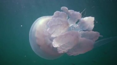 Karadeniz 'de (Rhizostoma pulmo) suyun kalınlığında yüzen denizanası (Scyphomedusa) olarak da bilinir. Karadeniz