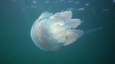Karadeniz 'de (Rhizostoma pulmo) suyun kalınlığında yüzen denizanası (Scyphomedusa) olarak da bilinir. Karadeniz