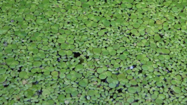 Lemna Minor Common Duckweed Lesser Duckweed Aquatic Freshwater Plant Genus — Stock Video