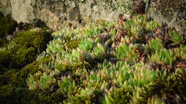 Вечно Живое Растение Houseleeks Sempervivum Ruthenicum Растущее Среди Млекопитающих Гранитных — стоковое видео