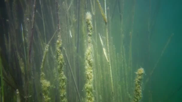 Houseleeks plantes (Sempervivum ruthenicum), éternellement vivantes, Plante succulente poussant parmi la mousse et le lichen sur des rochers de granit le long des rives du Bug du Sud, en Ukraine 