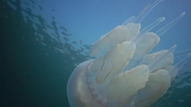 黒海の水の厚さ Rhizostoma Pulmo 一般的にバレルクラゲ Skyphomedusaとして知られているに浮かんでいます — ストック動画