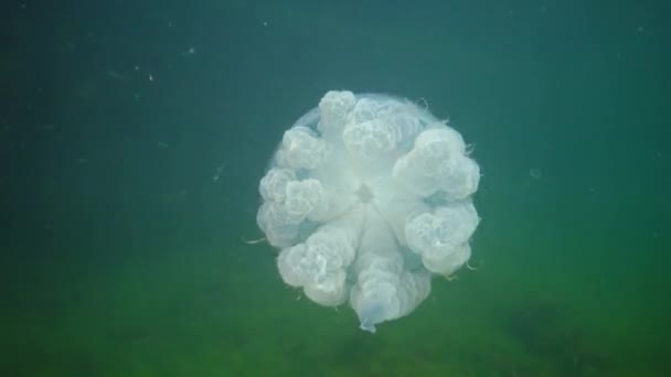 在黑海 Rhizostoma Pulmo 的水层中漂浮 通常被称为枪状水母 Scyphomedusa 黑海地区 — 图库视频影像