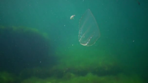 Ctenophoren Räuberische Kammgelee Beroe Ovata Schwimmen Auf Der Suche Nach — Stockvideo