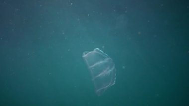Ctenophores, Predatory tarak jöle (Beroe ovata) yiyecek aramak için suda yüzmek. Karadeniz'in Istila Faunası. Ukrayna