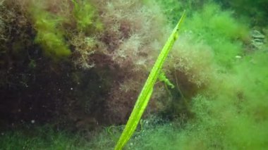 Yeşil erkek Geniş burunlu pipefish (Syngnathus tifüs) yosun çalılıkları. Karadeniz
