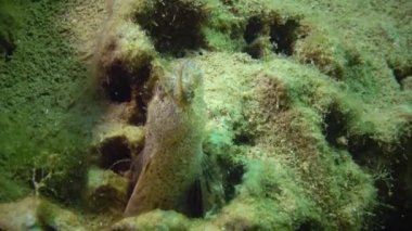 Balık Tentacled blenny (Parablennius sp.) bir vizon içinde yaşıyor, deniz tabanında kil, yumuşakça Barnea candida kazdık (Pholas candidus). Karadeniz