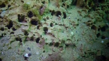 Balık Tentacled blenny (Parablennius sp.) bir vizon içinde yaşıyor, deniz tabanında kil, yumuşakça Barnea candida kazdık (Pholas candidus). Karadeniz