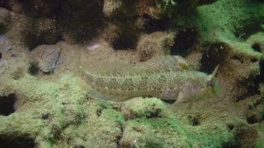 Balık Tentacled blenny (Parablennius sp.) bir vizon içinde yaşıyor, deniz tabanında kil, yumuşakça Barnea candida kazdık (Pholas candidus). Karadeniz