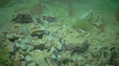 Balık Tentacled blenny (Parablennius sp.) kil Barnea candida (Pholas candidus) kazılmış kabuklu deniz ürünleri yiyor. Karadeniz