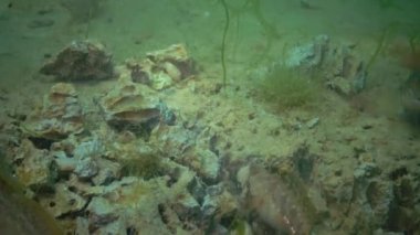Balık Tentacled blenny (Parablennius sp.) kil Barnea candida (Pholas candidus) kazılmış kabuklu deniz ürünleri yiyor. Karadeniz