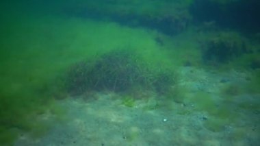 Seagrass, Cüce yılan balığı (Zostera noltei) Karadeniz'in deniz koyunda alt kısmında