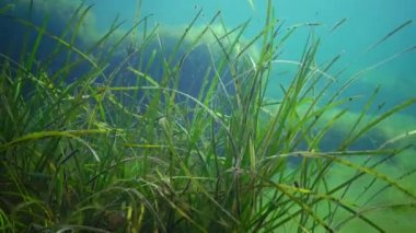 Seagrass, Cüce yılan balığı (Zostera noltei) Karadeniz'in deniz koyunda alt kısmında