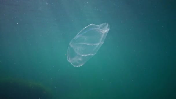 Ctenophores Predatory Гребневое Желе Beroe Ovata Плавает Воде Поисках Пищи — стоковое видео