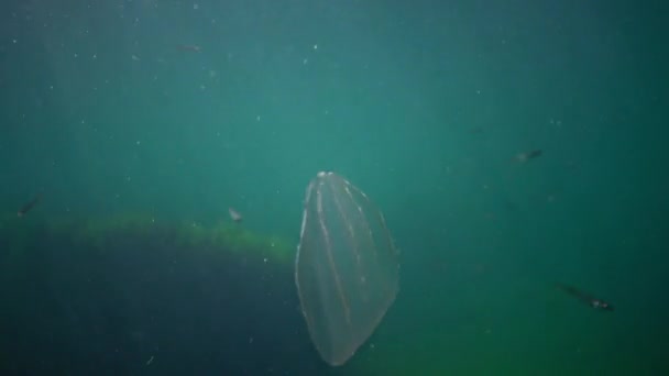 Ctenophores Gelée Peigne Prédateur Beroe Ovata Nagent Dans Eau Recherche — Video