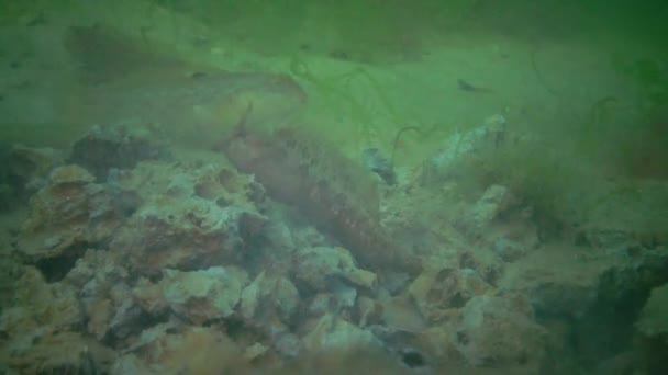 Bottenfisk Tentacled Ålkusa Parablennius Och Goby Äter Skaldjur Grävde Från — Stockvideo