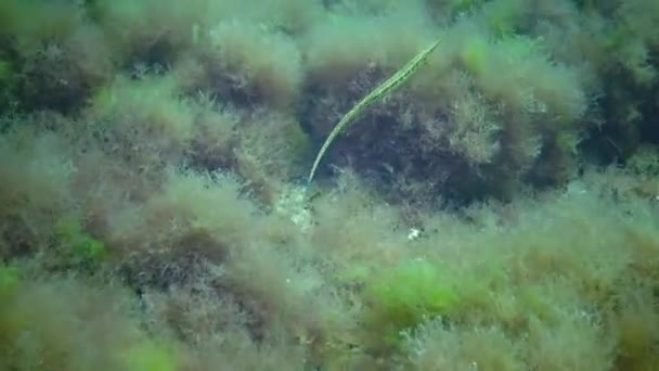 Yeşil Erkek Geniş Burunlu Pipefish Syngnathus Tifüs Yosun Çalılıkları Karadeniz — Stok video