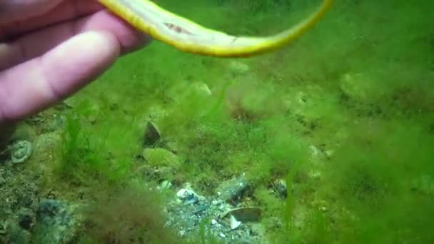 Groene Mannelijke Breedneuspipevis Syngnathus Typhle Het Struikgewas Van Zeewier Zwarte — Stockvideo