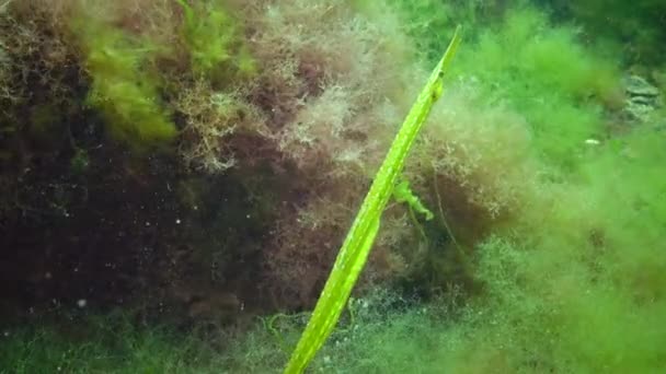 Yeşil Erkek Geniş Burunlu Pipefish Syngnathus Tifüs Yosun Çalılıkları Karadeniz — Stok video