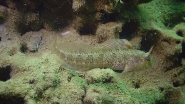 블레니 Parablennius 해저의 점토에 밍크에 있으며 연체동물은 바네아 칸디다 Pholas — 비디오