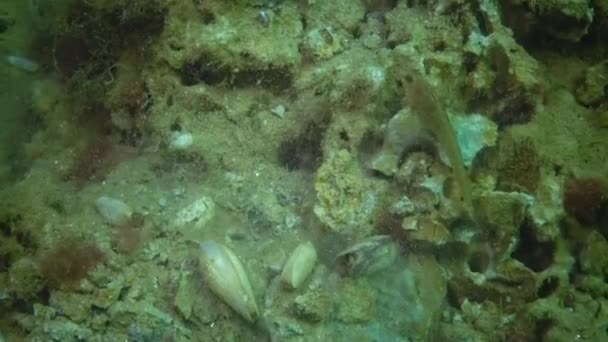 Ryba Tentacled Ślizg Parablennius Zjada Skorupiaków Wykopanych Gliny Barnea Candida — Wideo stockowe