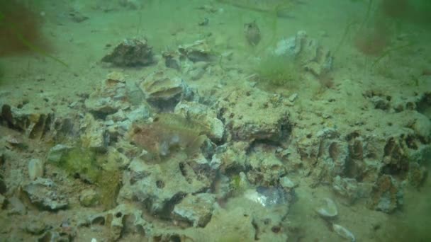 魚の触手ブレニー Parablenius 粘土バルネアカンジダ フォラスカンジダス から掘られた貝を食べます — ストック動画