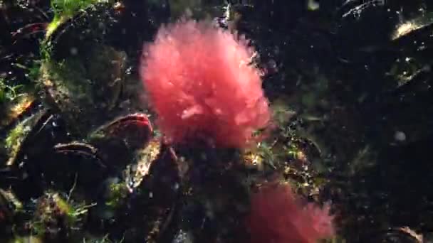 Las Algas Rojas Balancean Agua Adhiriéndose Mejillón Del Mar Negro — Vídeo de stock