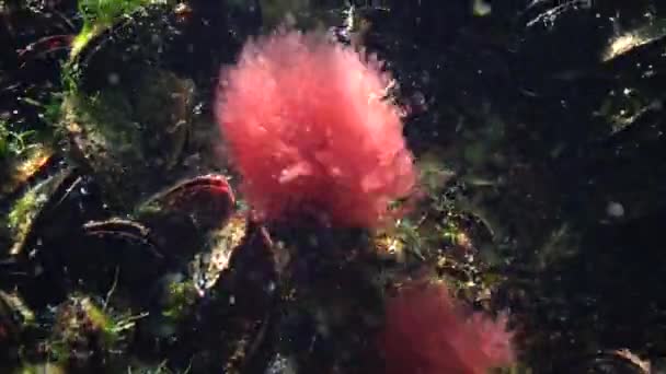 Rotalgen Schwanken Wasser Und Haften Der Schwarzmeermuschel Schwarzes Meer — Stockvideo