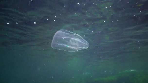 Ctenophoren Räuberische Kammgelee Beroe Ovata Schwimmen Auf Der Suche Nach — Stockvideo
