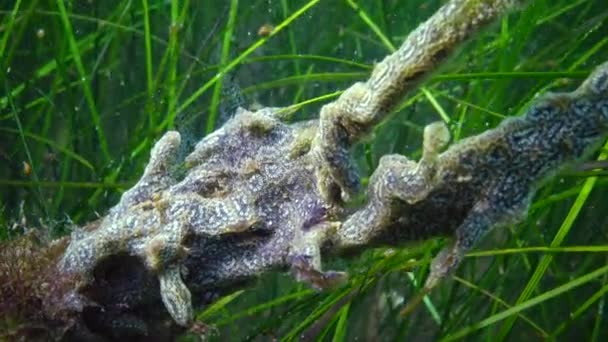 Botryllus Schlosseri Ascidian Veya Altın Yıldız Tunicate Olarak Bilinen Bir — Stok video